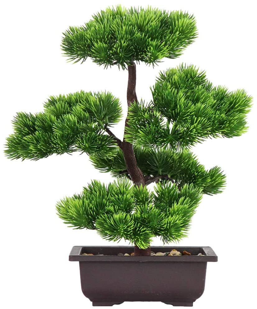 Bonsai Garden Kit - Bonsai di Pino Giapponese per Decorazione