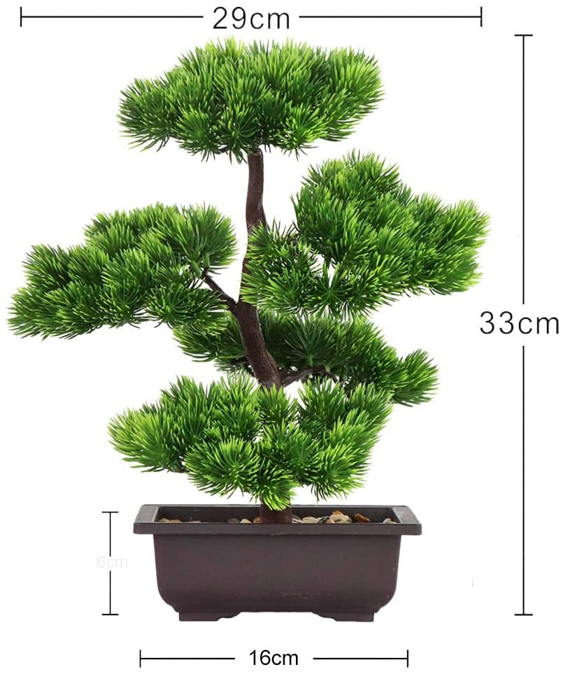 Bonsai di Pino Giapponese per  - Bonsai Garden Kit recensione e prezzo