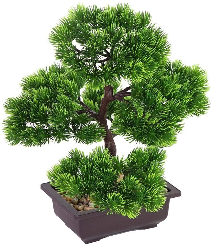 Bonsai di Pino Giapponese per  - Bonsai Garden Kit recensione e prezzo