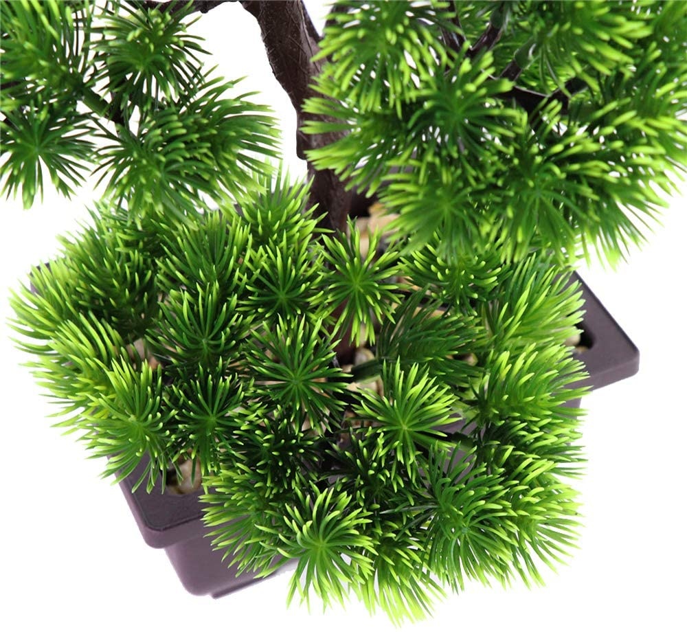 Bonsai di Pino Giapponese per  - Bonsai Garden Kit recensione e prezzo