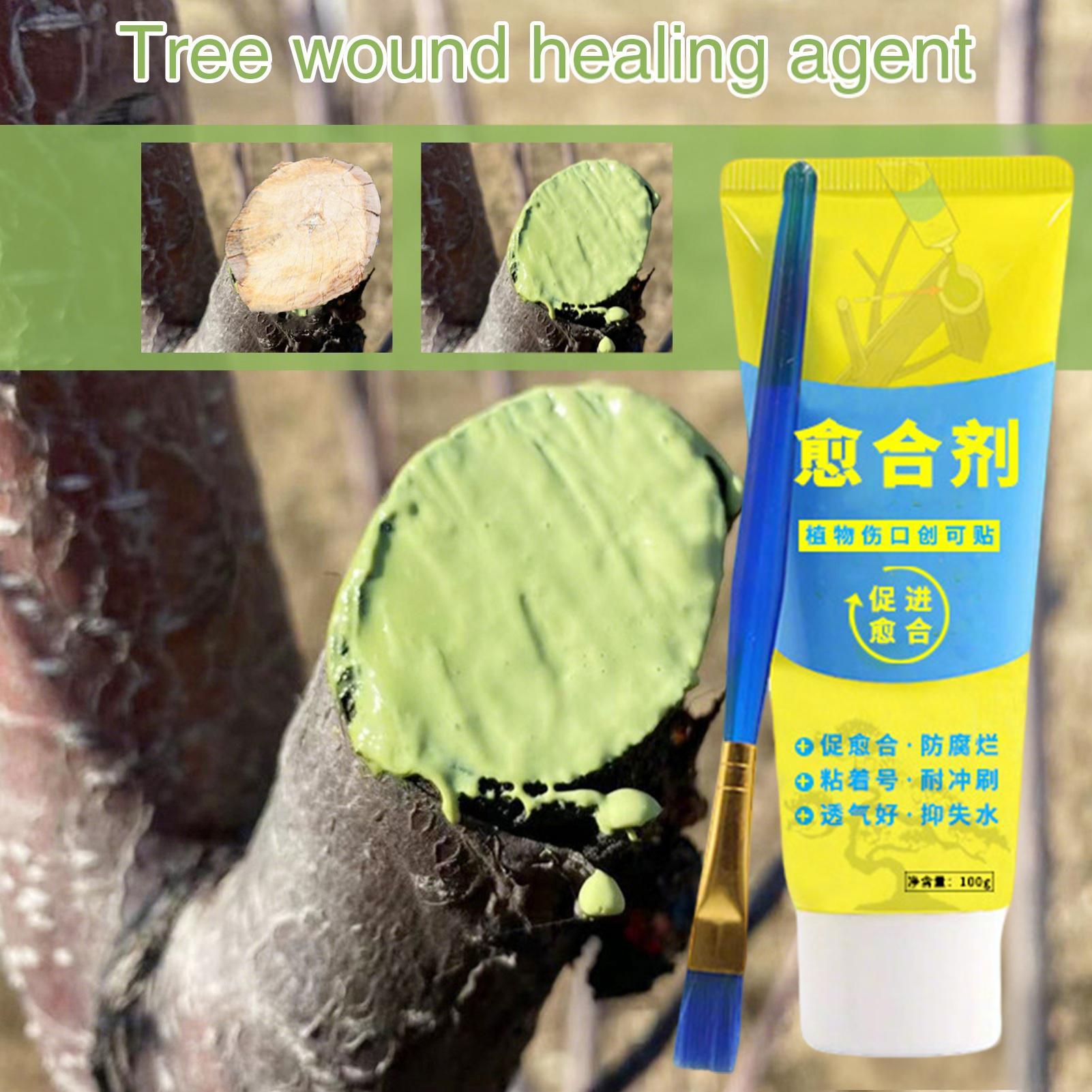 Pomata Sigillante per Tagli e  - Bonsai Garden Tree recensione e prezzo