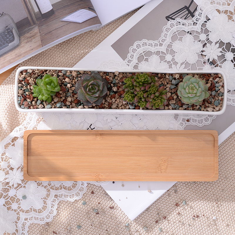 Vaso da fioriera succulenta in - Bonsai Tree Zen Garden recensione e prezzo