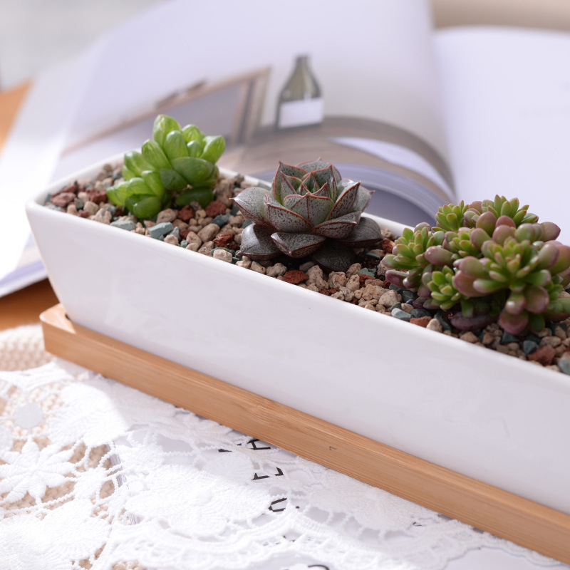 Vaso da fioriera succulenta in - Bonsai Tree Zen Garden recensione e prezzo