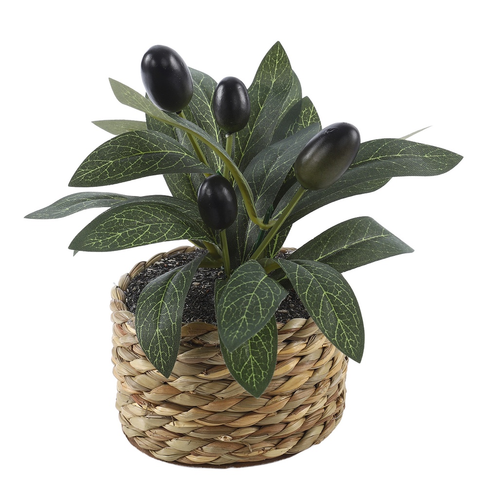 Albero di Ulivo Artificiale in - Bonsai Garden Kit recensione e prezzo