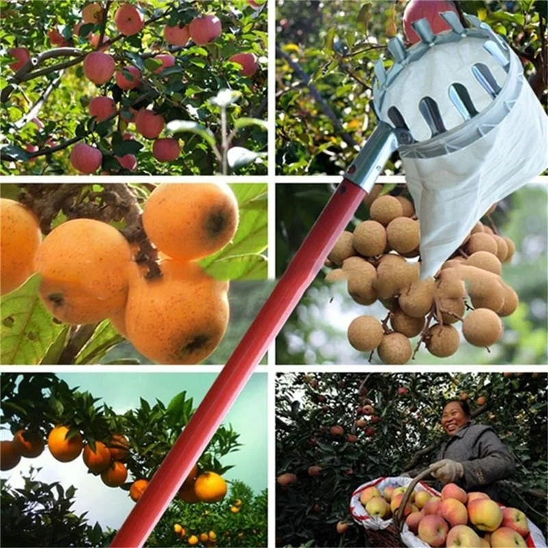 Raccoglitore di Frutta per Gia - Bonsai Garden Tree recensione e prezzo
