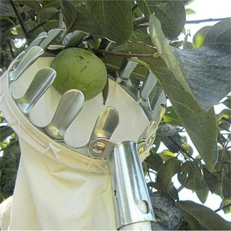 Raccoglitore di Frutta per Gia - Bonsai Garden Tree recensione e prezzo