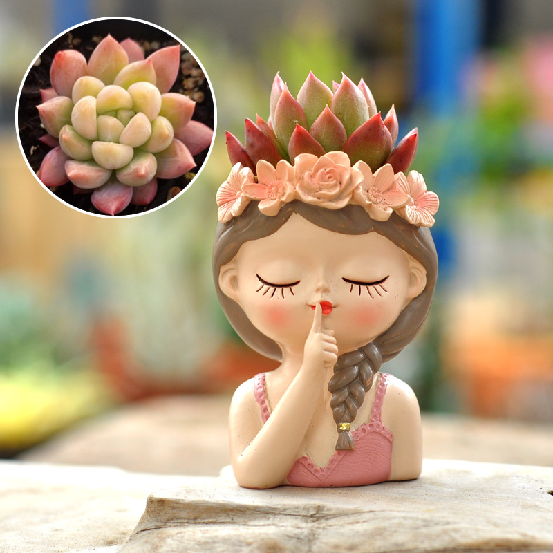 Fata succulenta vaso da fiori  - Bonsai Tree Zen Garden recensione e prezzo