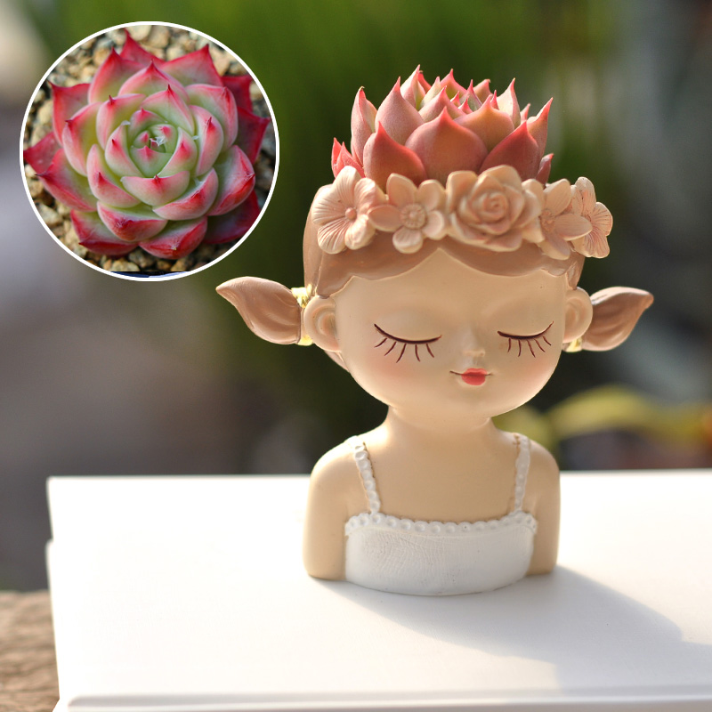 Fata succulenta vaso da fiori  - Bonsai Tree Zen Garden recensione e prezzo